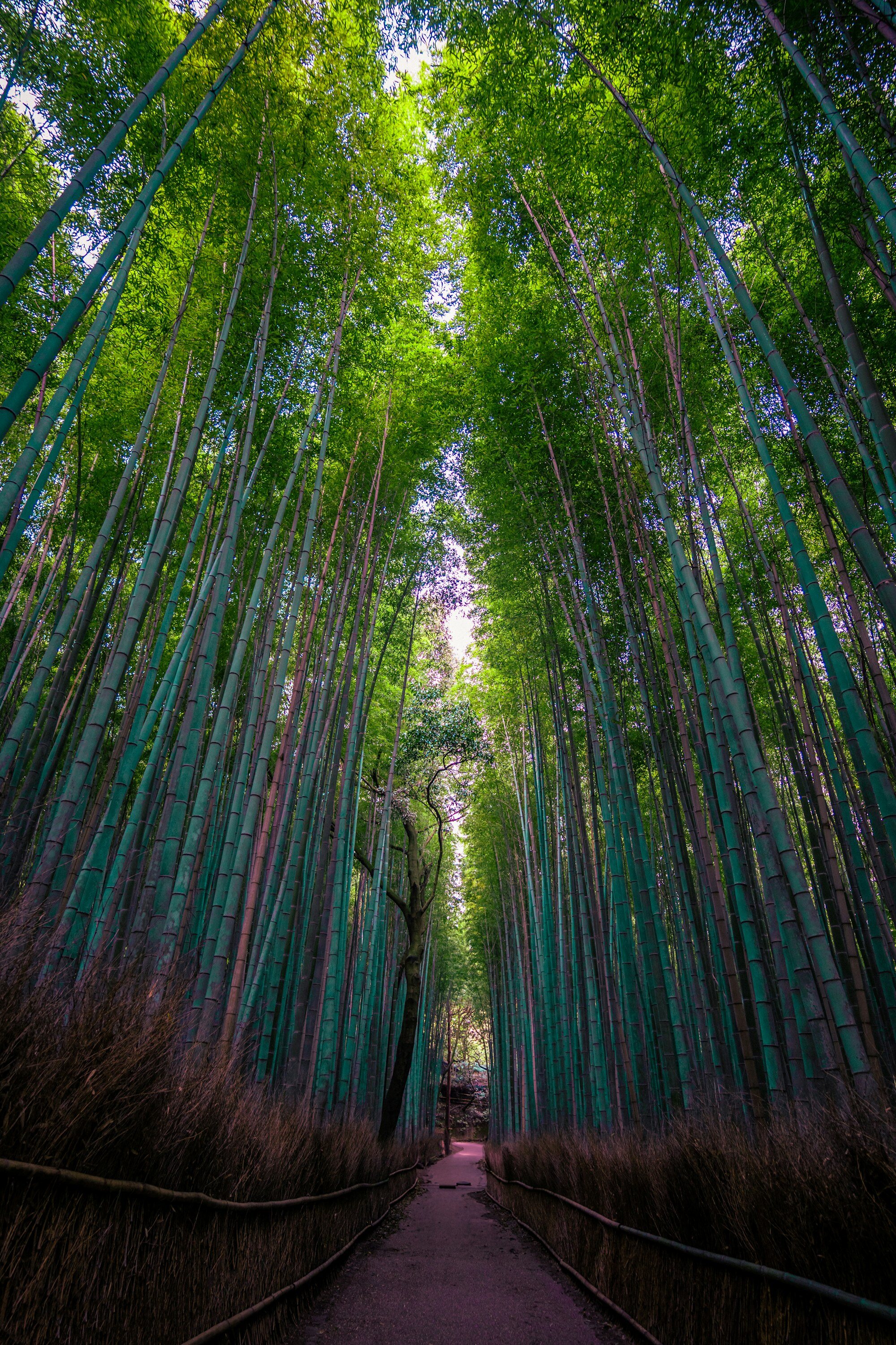 Bosque de Bambú de Arashiyama - sendero de un bosque de bambú alto en Kioto