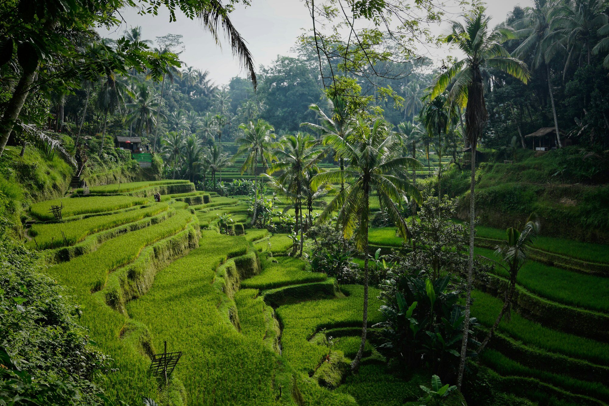 Guía de presupuesto de Bali e Indonesia: dos semanas por menos de $800 (2026)