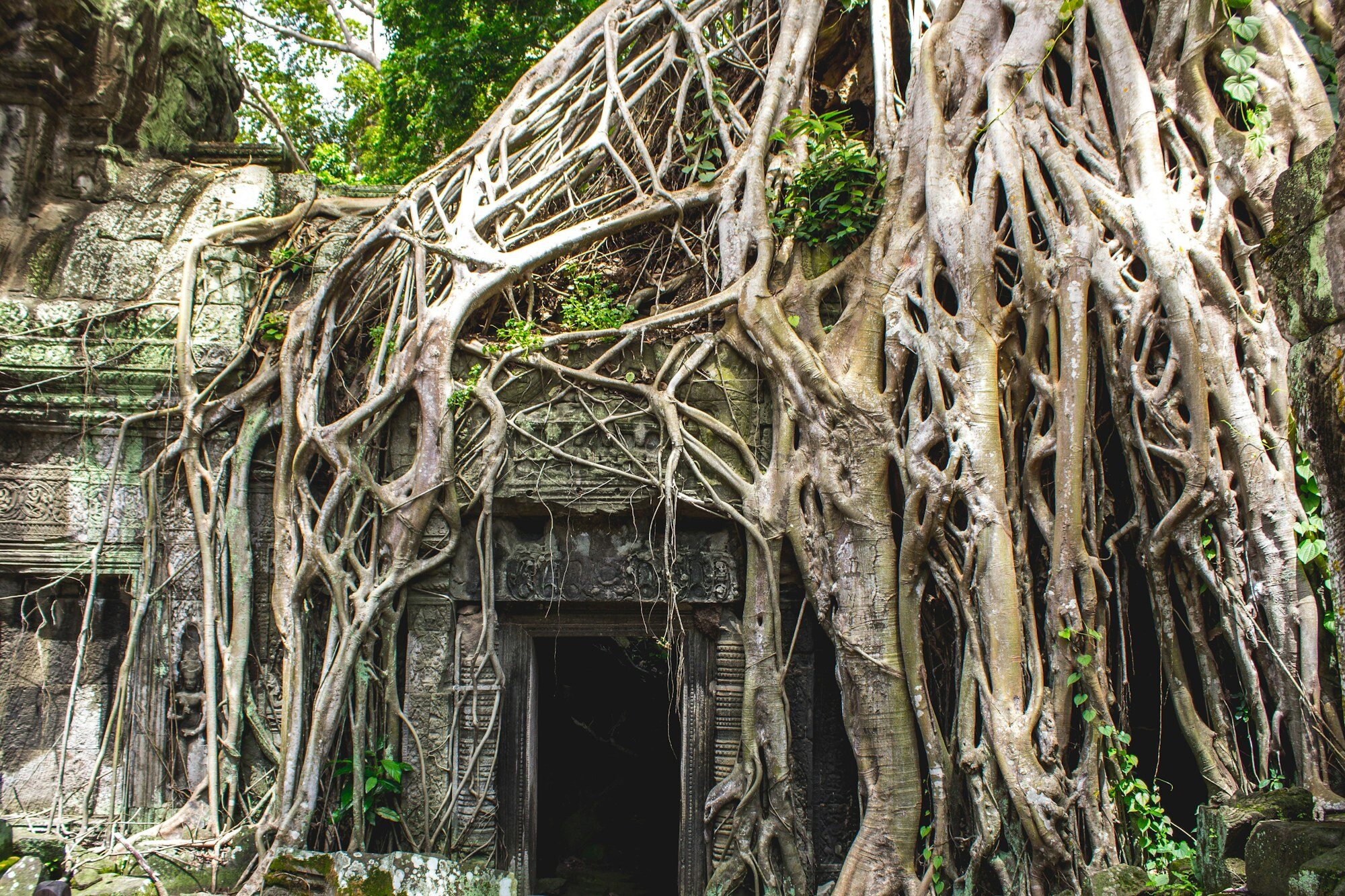 Ta Prohm temple jungle exploration with massive tree roots embracing ancient stone structures