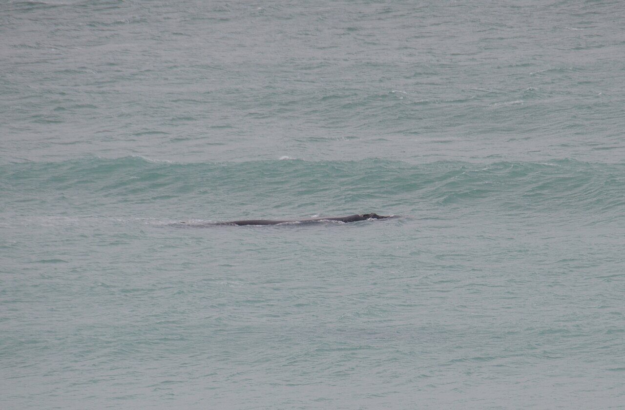 ケープタウン沿岸でジャンプするミナミセミクジラ