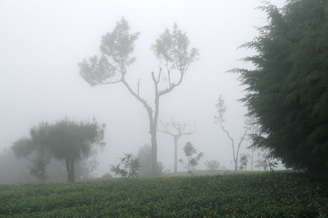 Sri Lankan tea plantations produce the world's finest Ceylon tea
