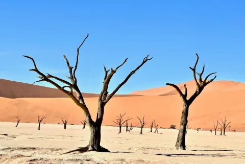 Namibia-Roadtrip-Safari: Wüstenlandschaften & Wildnisabenteuer