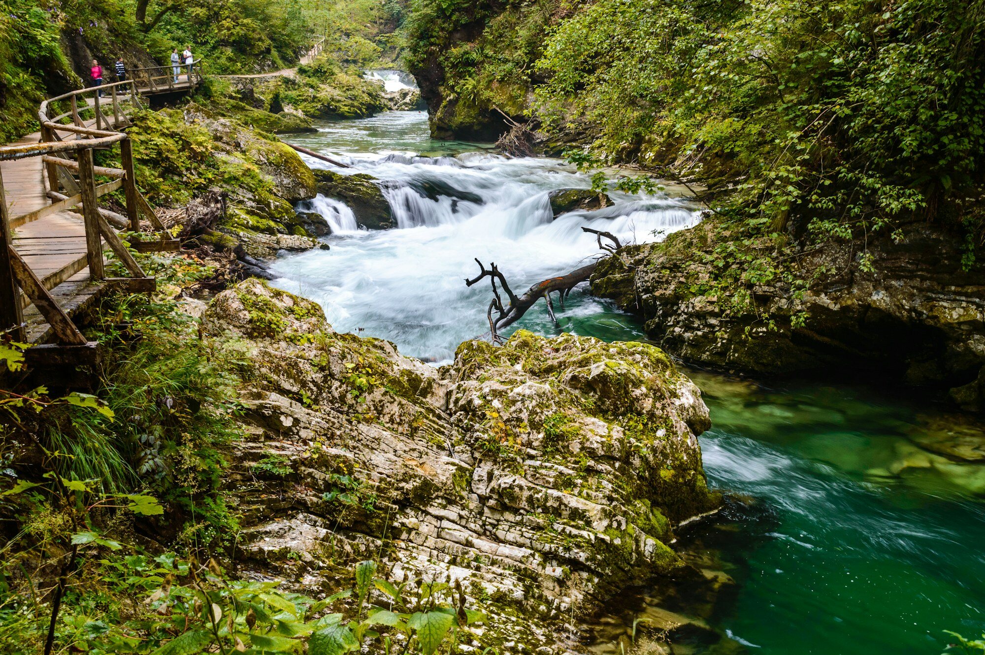 La rivière émeraude et la forêt des gorges de Vintgar, près du lac de Bled en Slovénie
