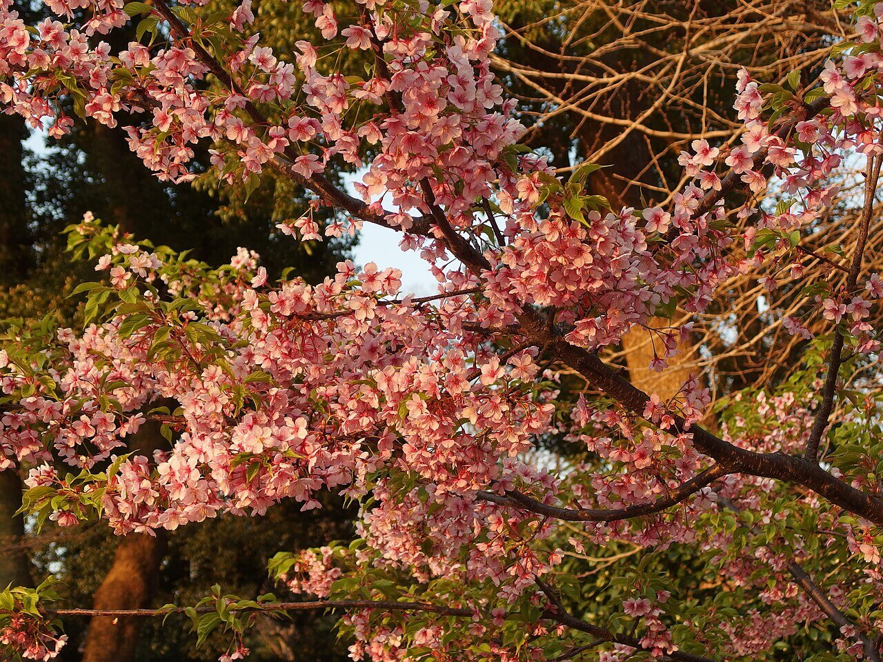 Bateaux parmi les cerisiers en fleurs sur l'étang de Shinobazu, à Tokyo