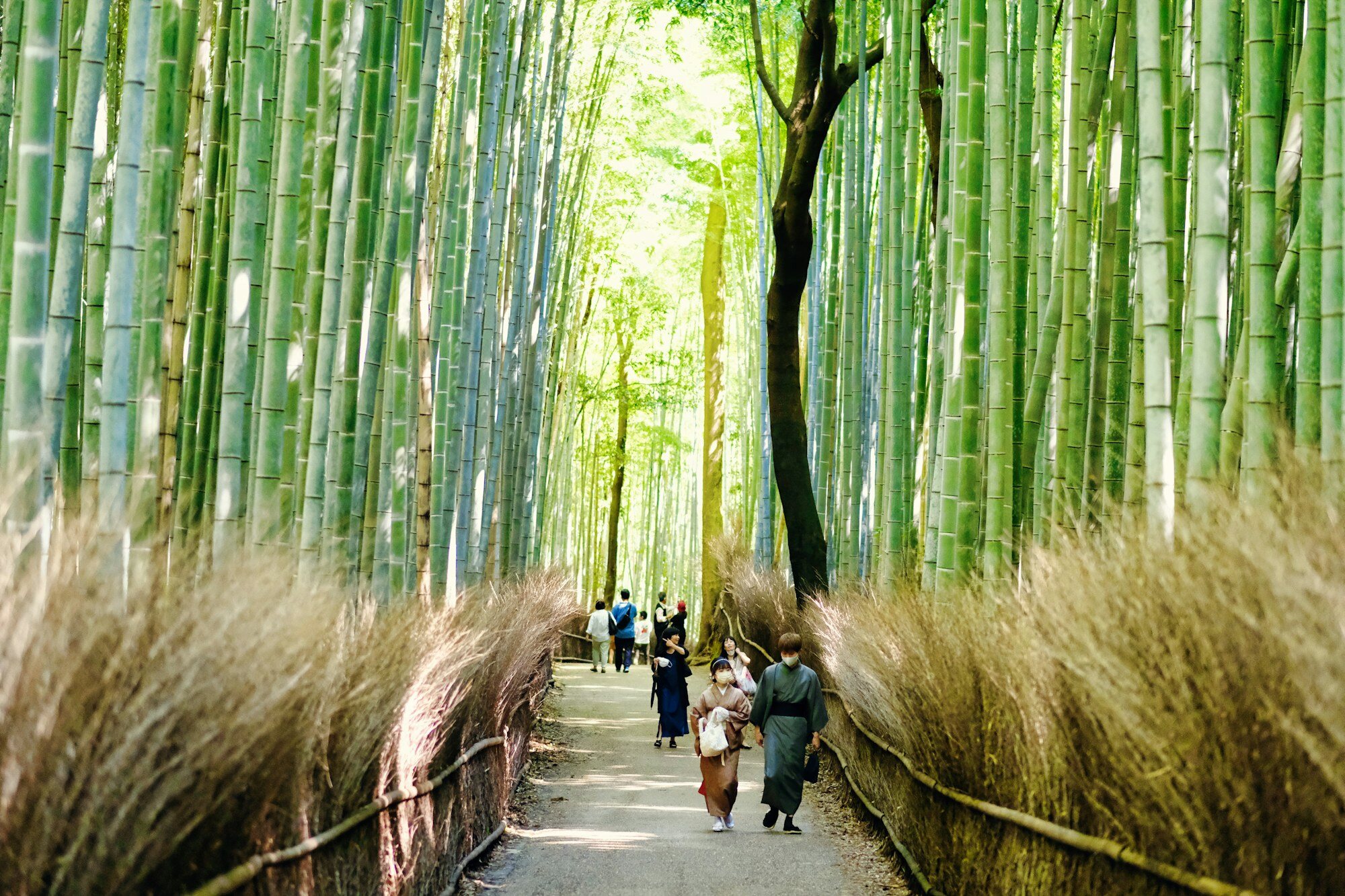 遊客穿梭於嵐山竹林中，這是京都第三天行程中最重要的上午景點