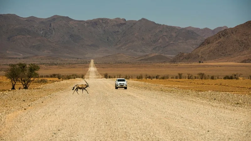 Circuit routier à travers le désert et la faune sauvage de Namibie : un circuit de 10 jours au départ de Windhoek