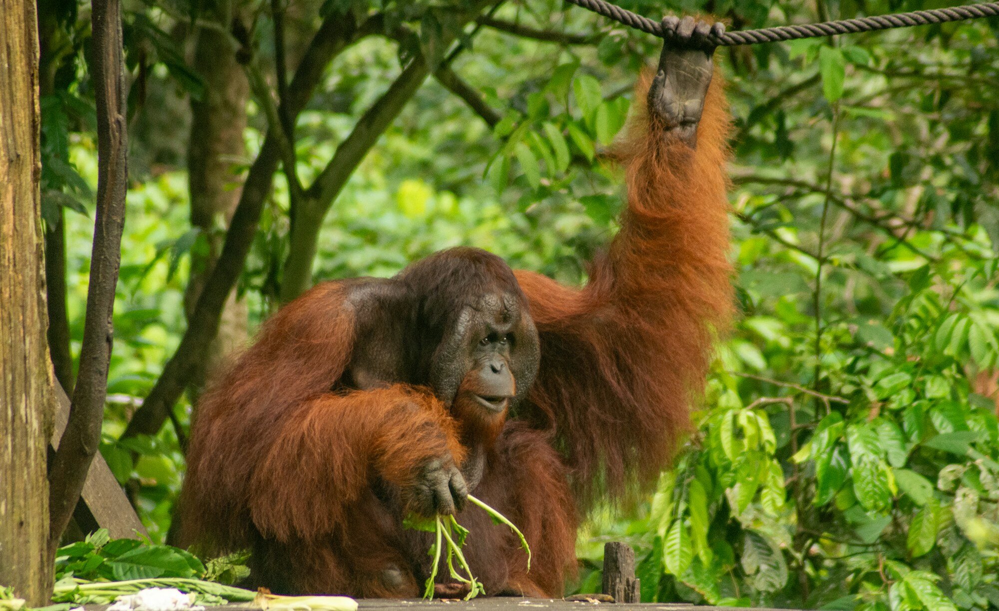 Malaysia Sabah & Borneo Jungle Adventure: Orangutans & Jungle Treks