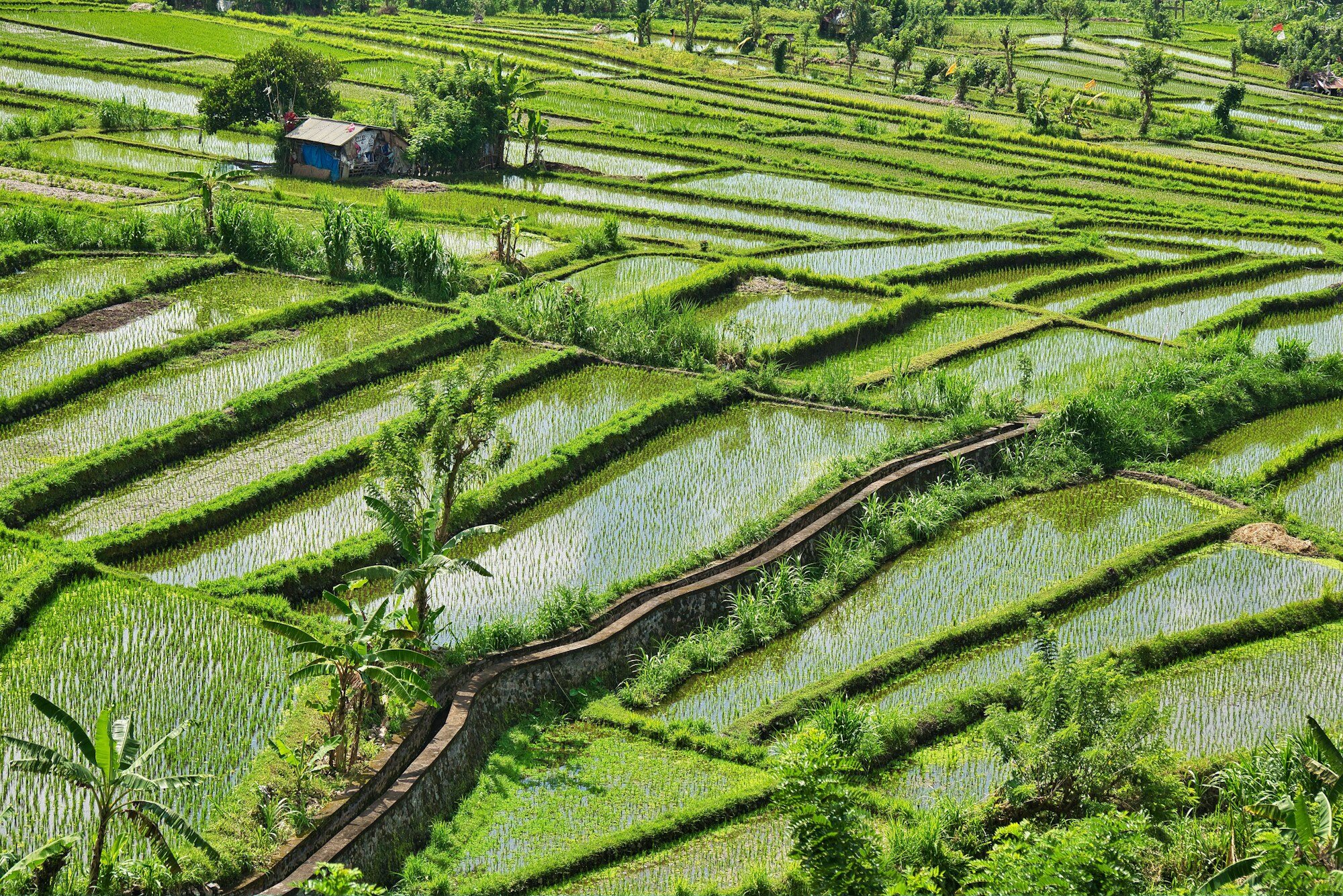 Green terraced rice fields in Bali