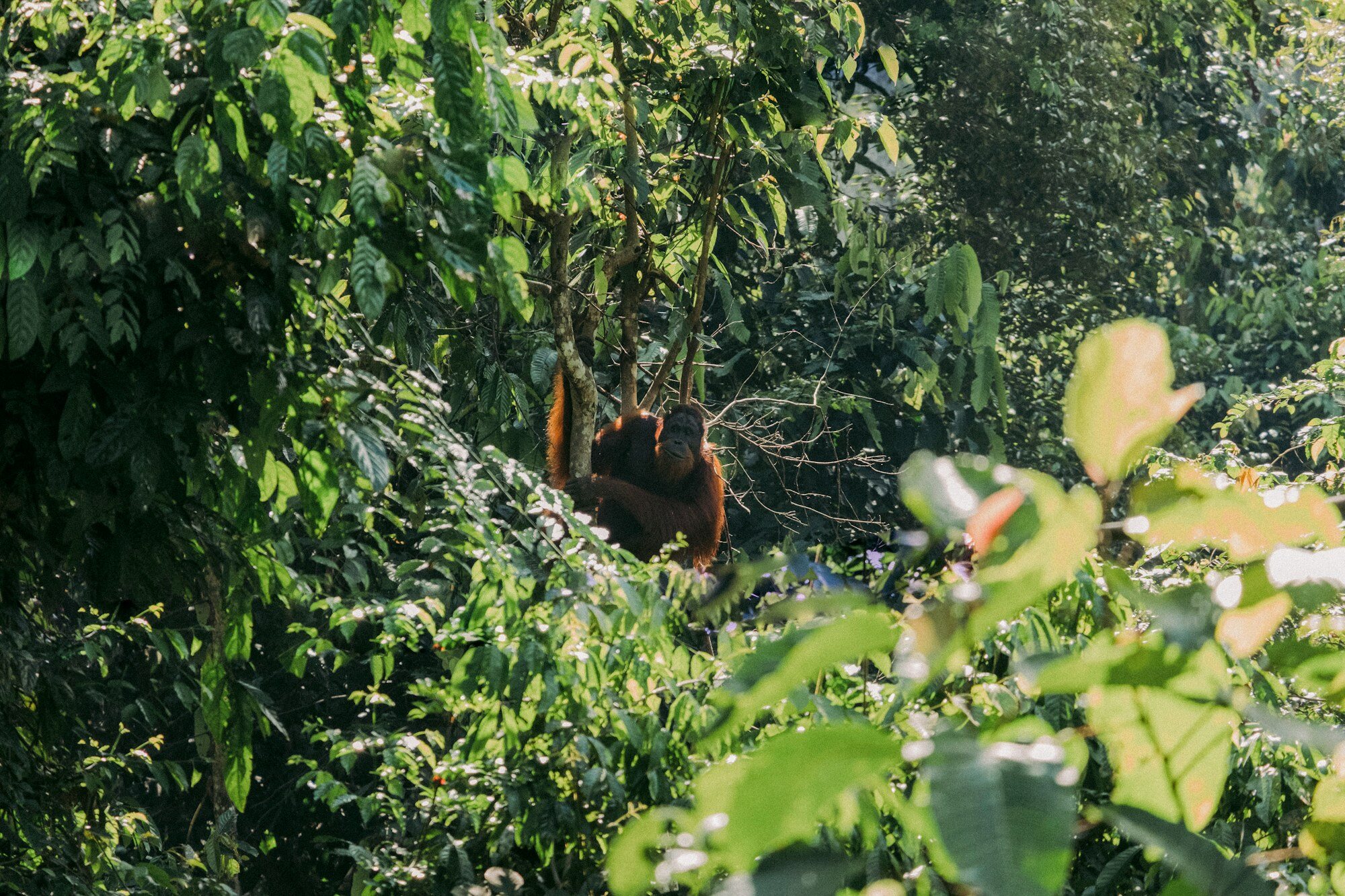 Lush Borneo jungle and tropical forest