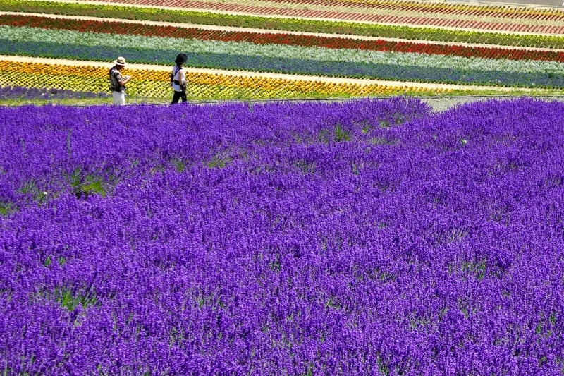 Fattoria Tomita