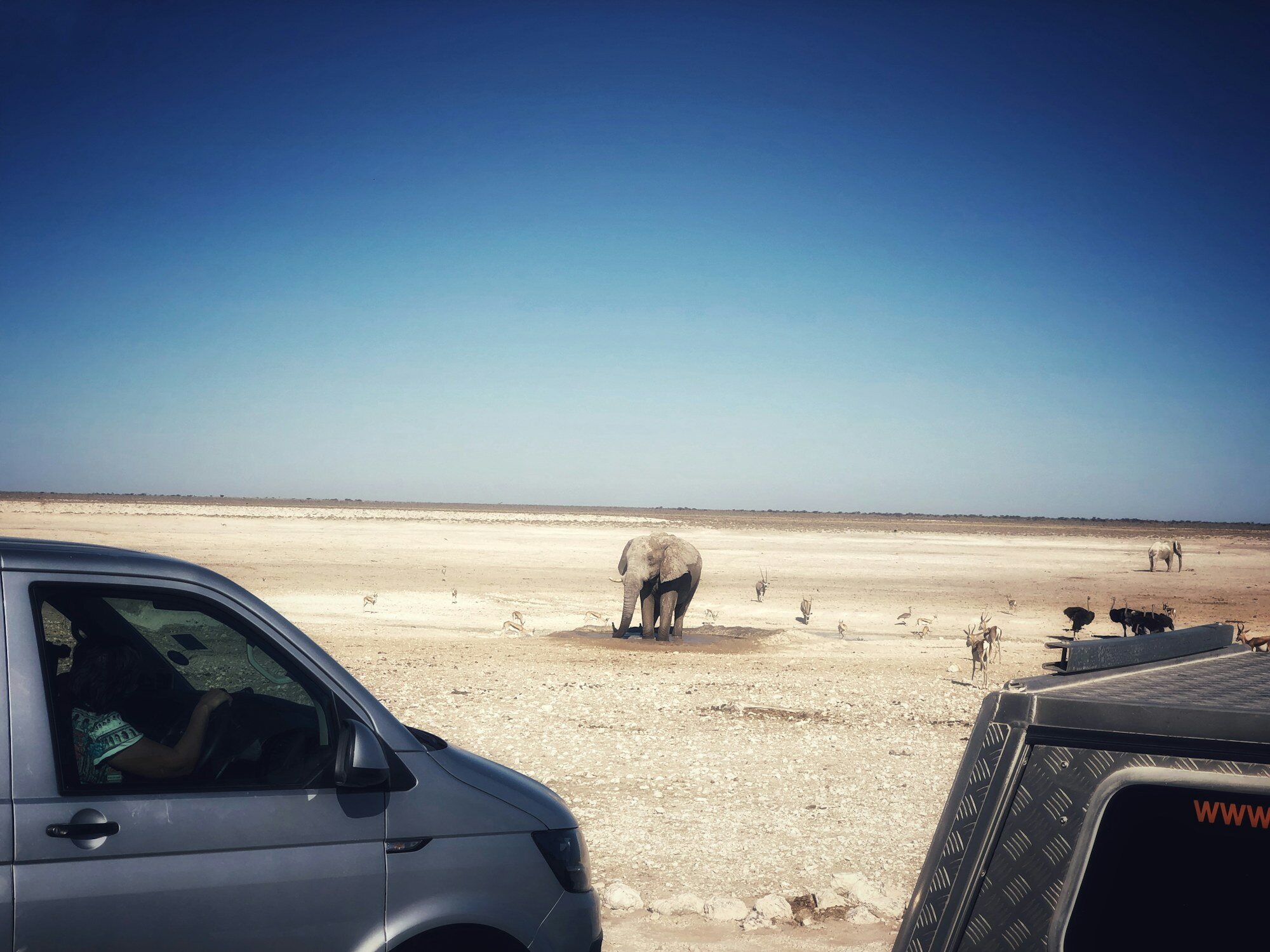 Elephant in Etosha National Park, Namibia