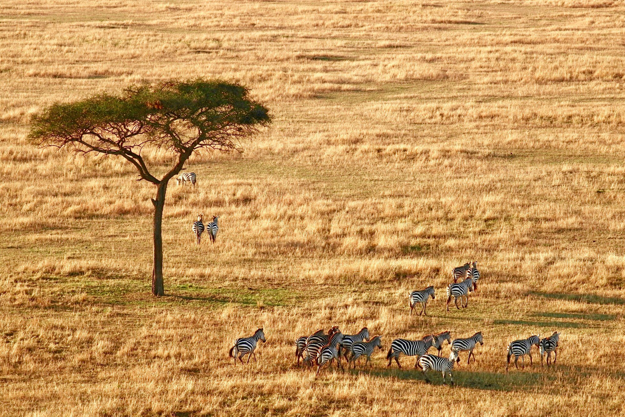 Trasa safari w Tanzanii: Serengeti, Ngorongoro i Zanzibar