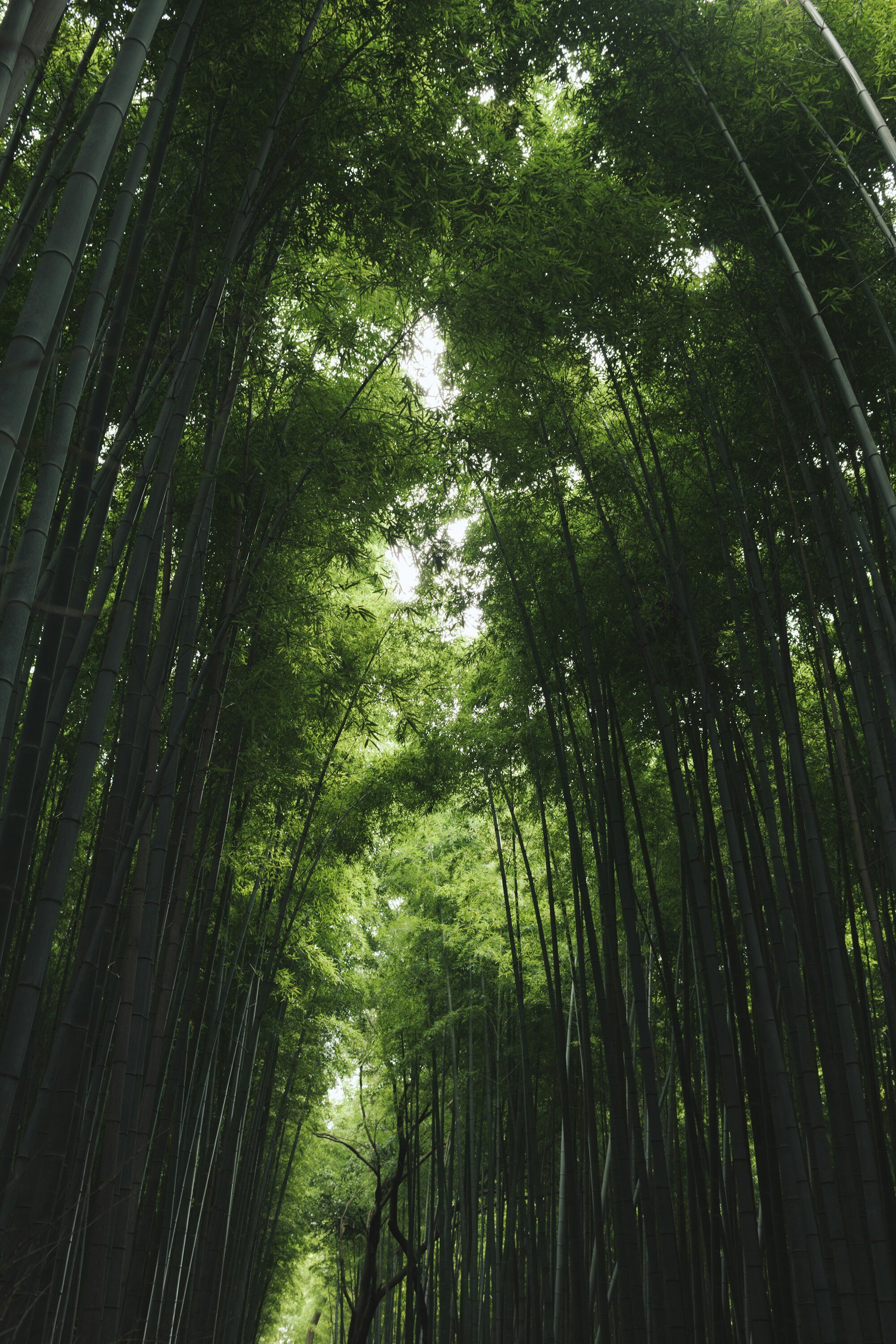 京都嵐山竹林
