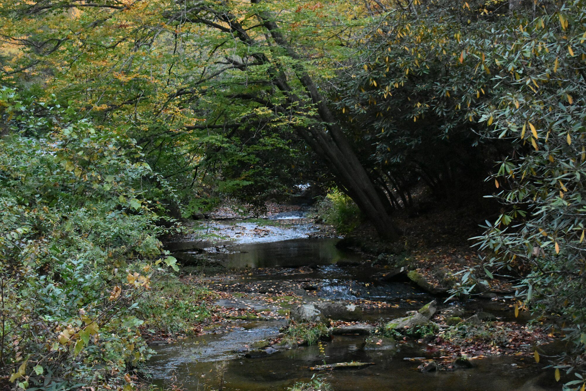 Waldbach in der Region Pisgah für einen Ausweichtag mit Wasserfällen bei Brevard