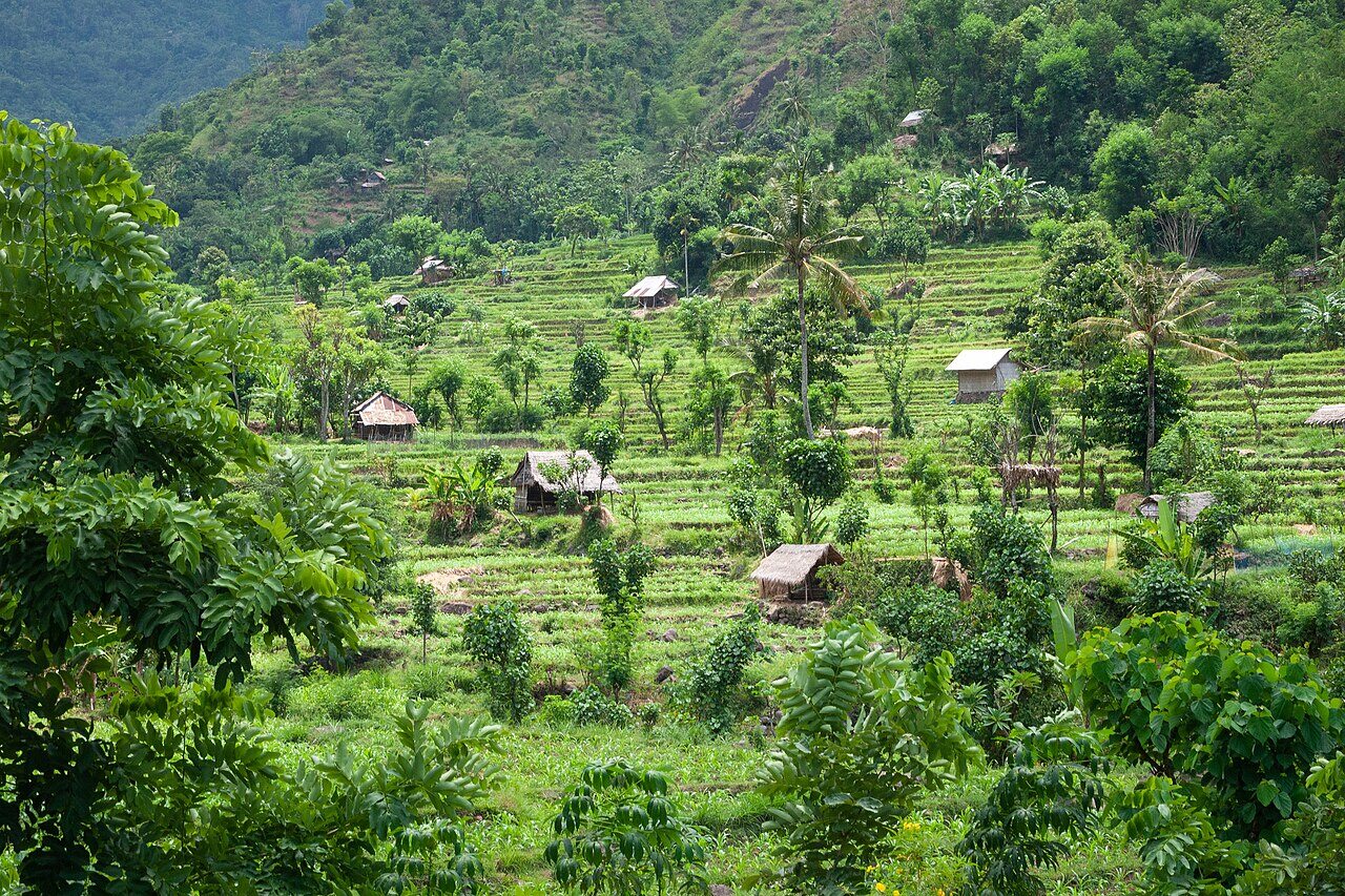Lush green mountain landscape with rice paddies and coconut palms in central Bali