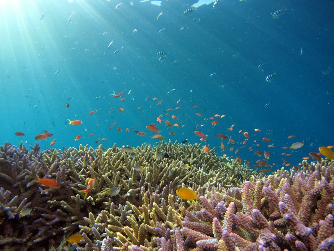 サンゴ礁と色鮮やかな海洋生物