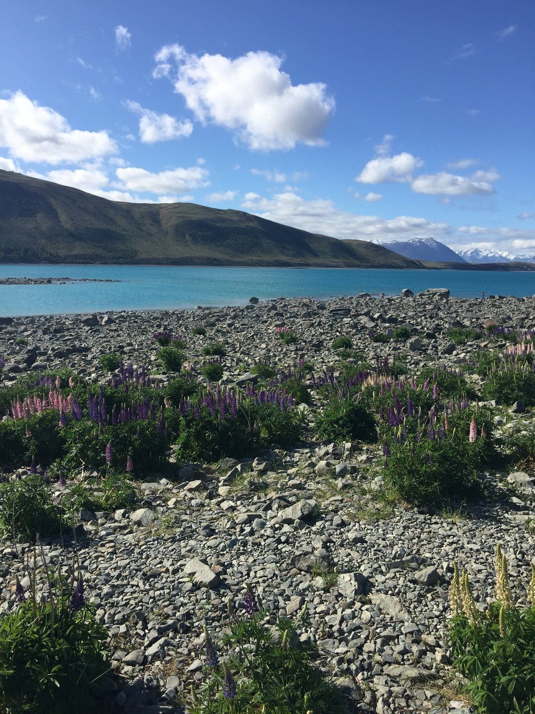 Lake Tekapo Lupins