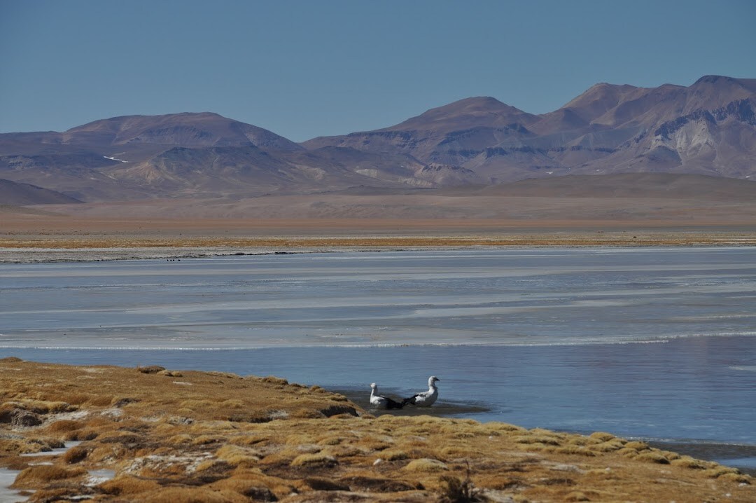 Qinghai Lake Bird Island