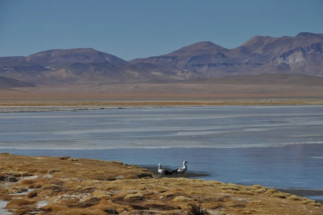 Qinghai Lake Bird Island