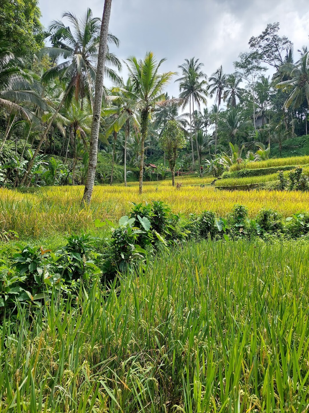 Bali Swing