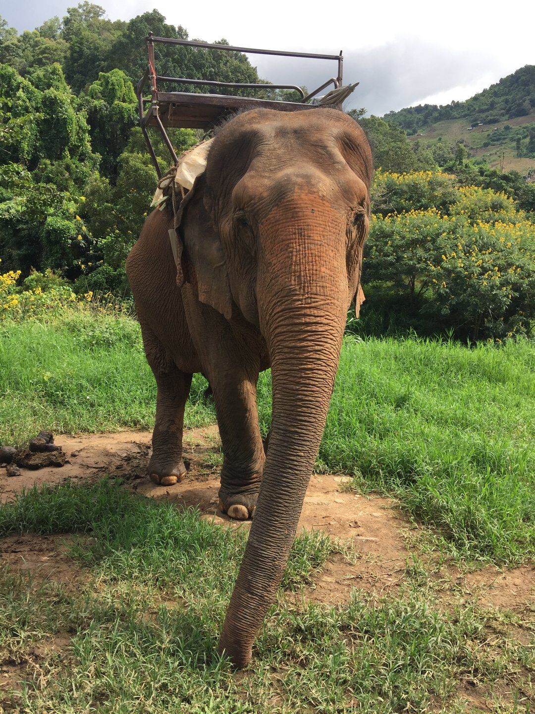 Elephant Nature Park Chiang Mai
