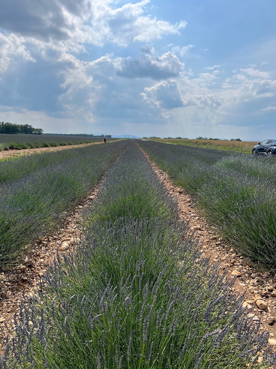 Provence Lavender