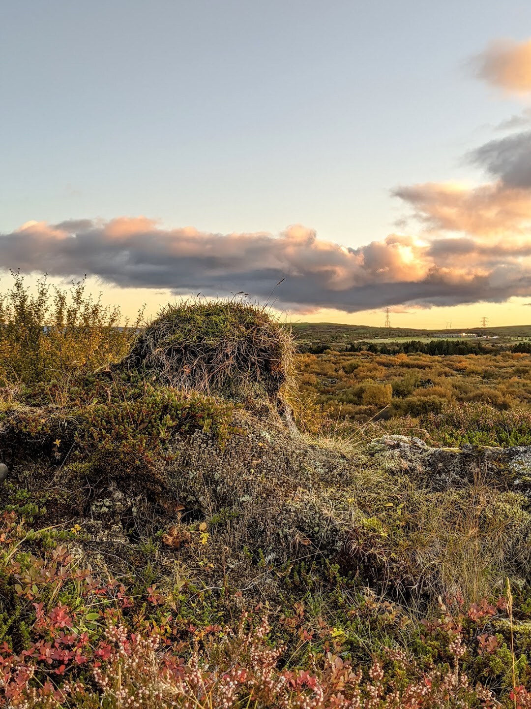 Hlíðablóm