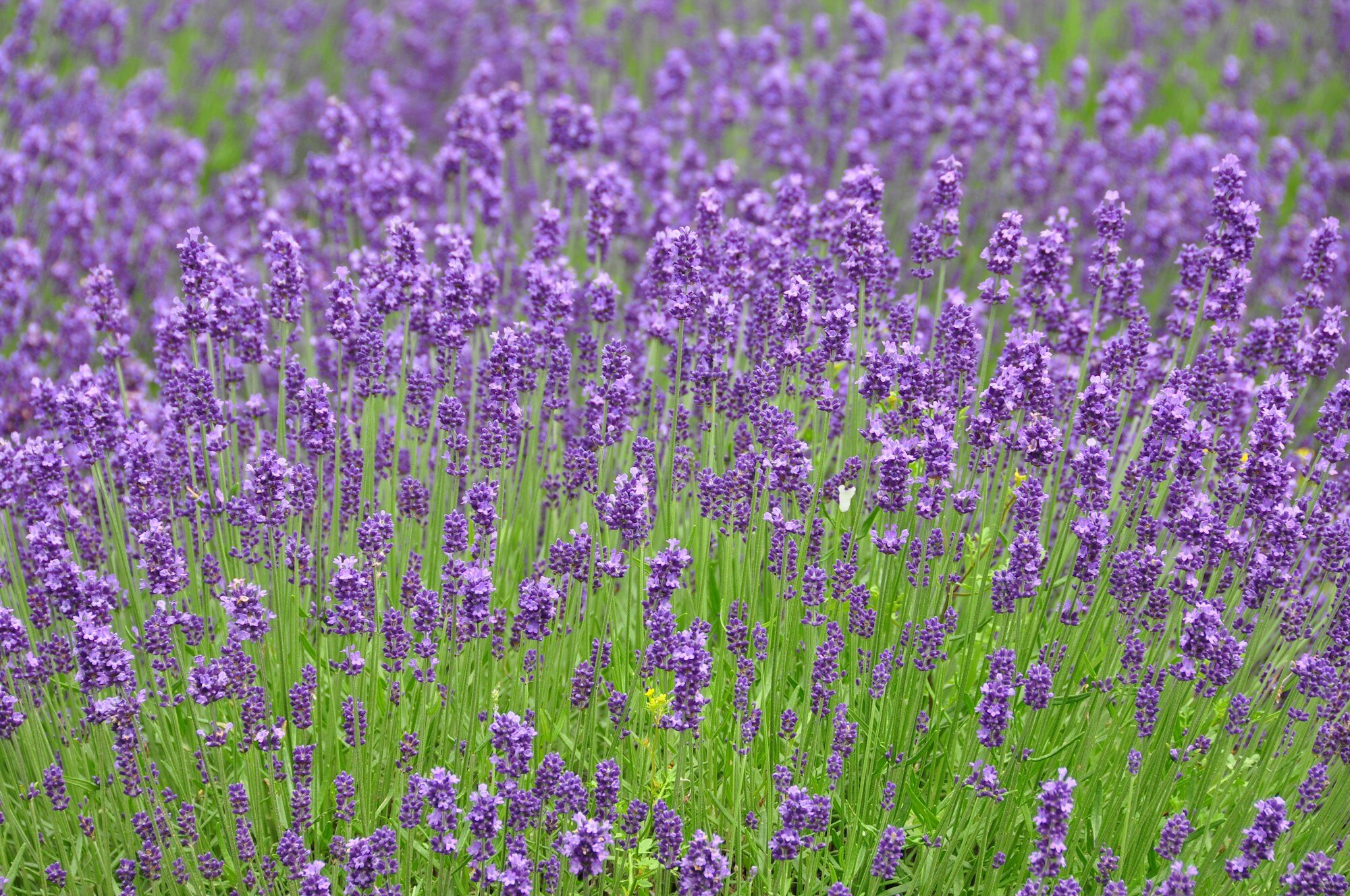 Gorgeous Furano Lavender Garden