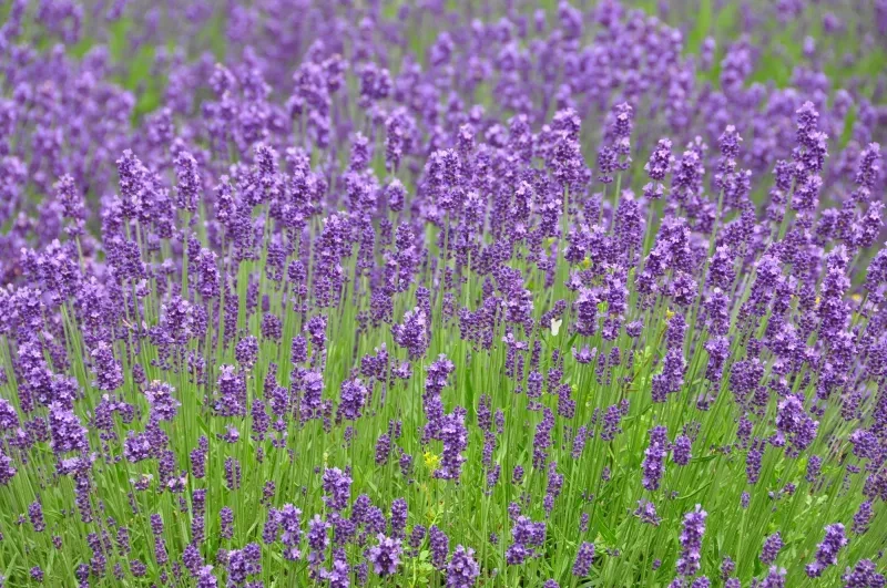 Splendido giardino di lavanda di Furano