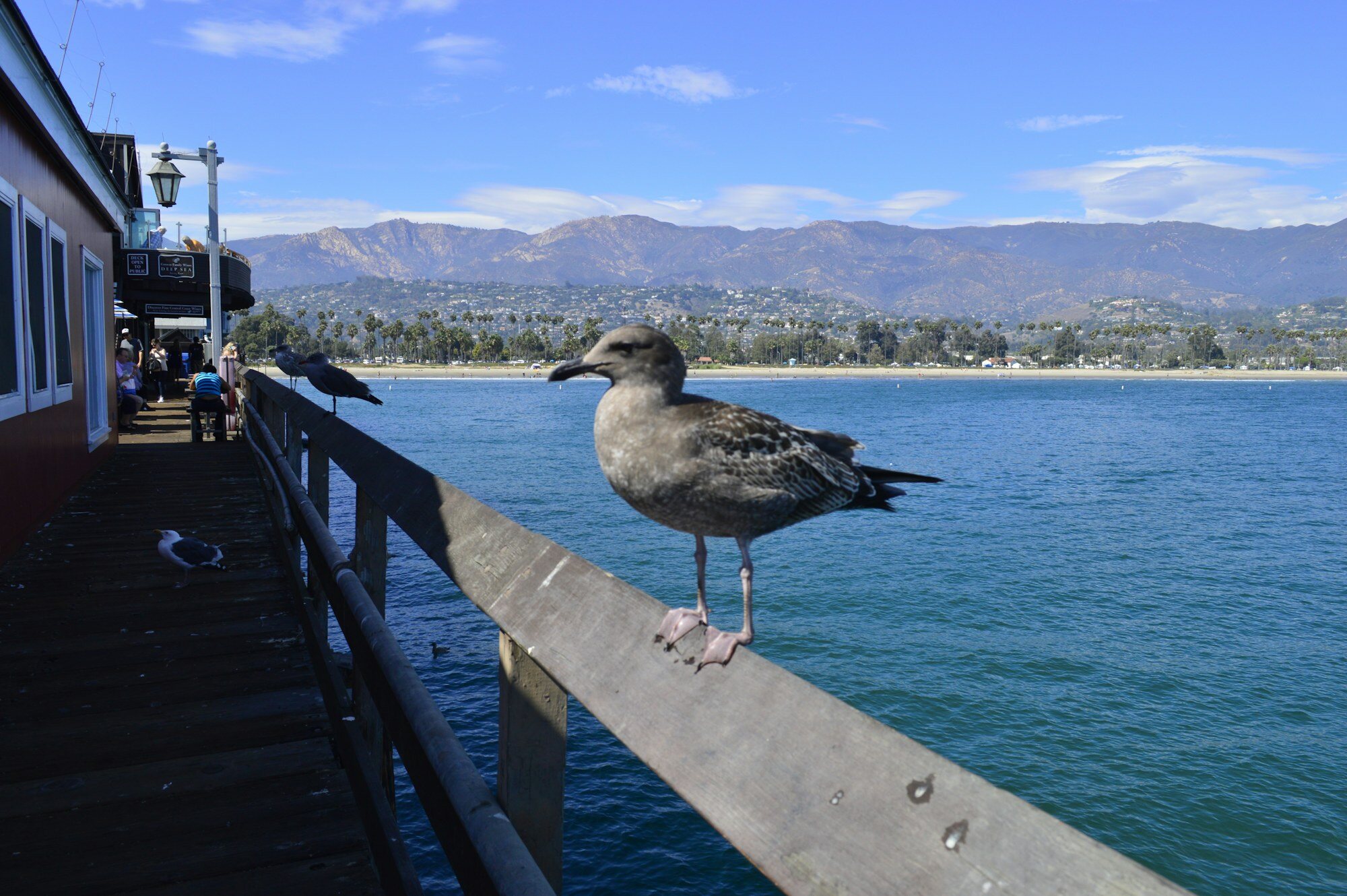 Stearns Wharf