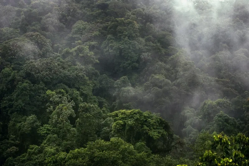 Réserve de forêt de nuages de Monteverde