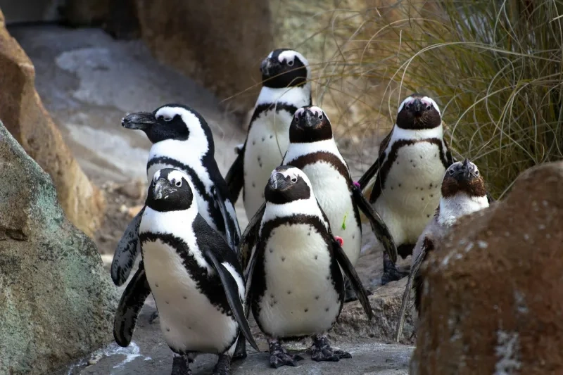 Asahiyama-Zoo