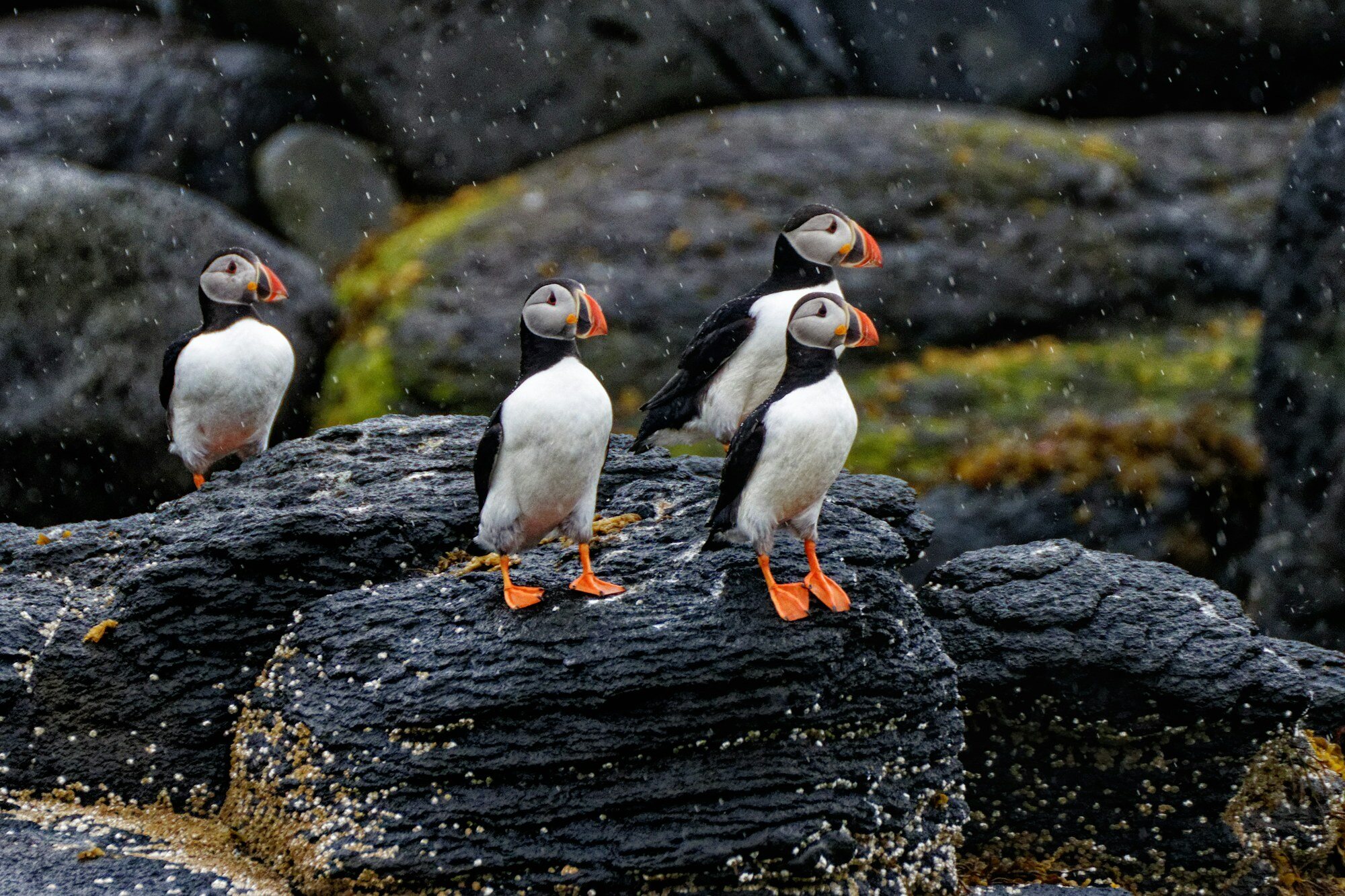 Látrabjarg