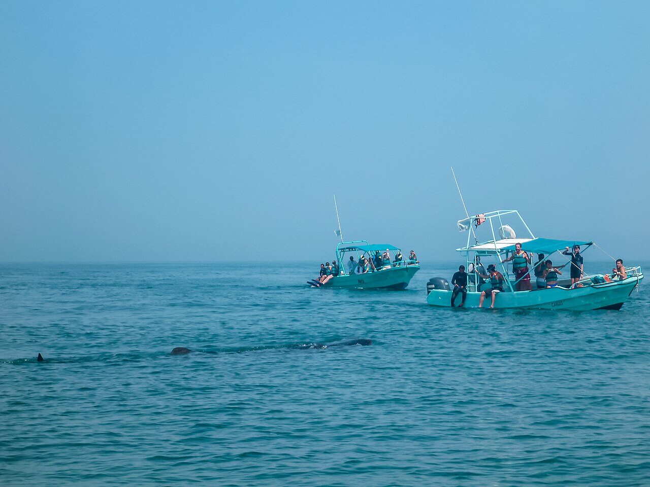 Whale Shark Tours from Holbox