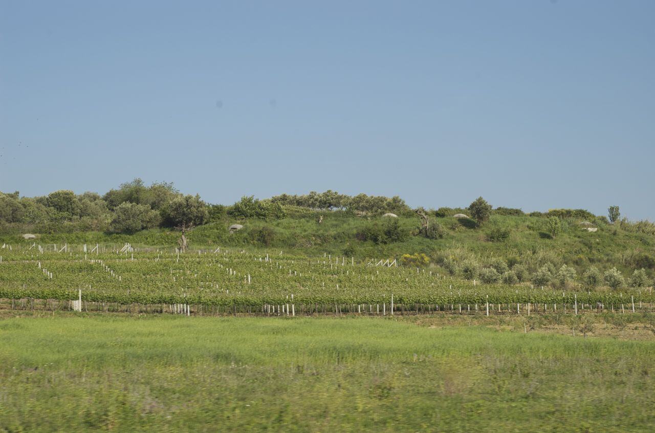 Local Wine Producers