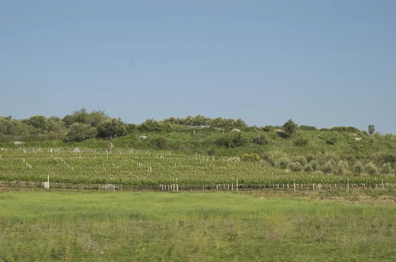 Local Wine Producers