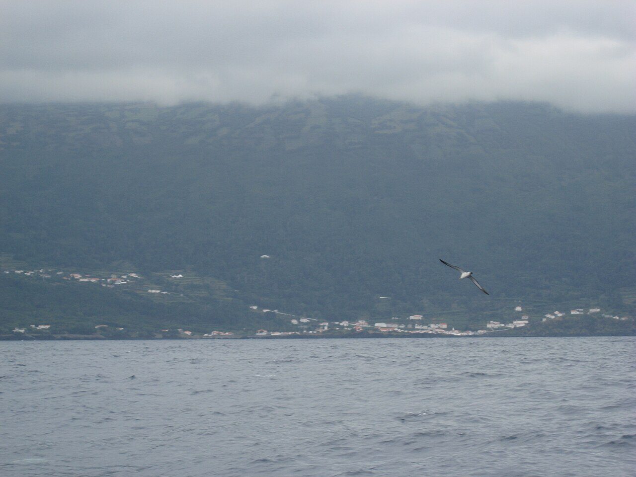 Whale Watching Tours from Pico