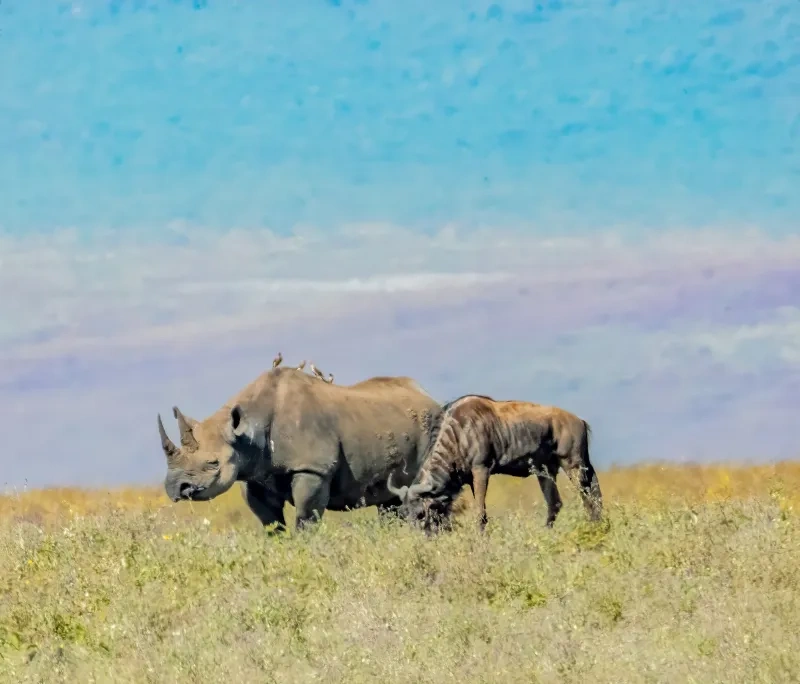 Cratère du Ngorongoro