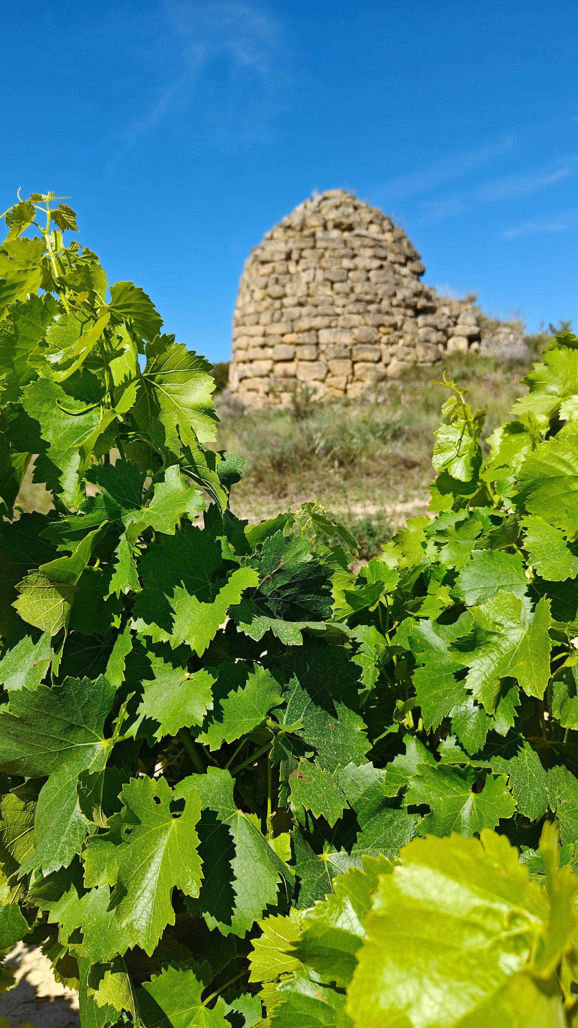 Rioja Alavesa Wine Country near Laguardia