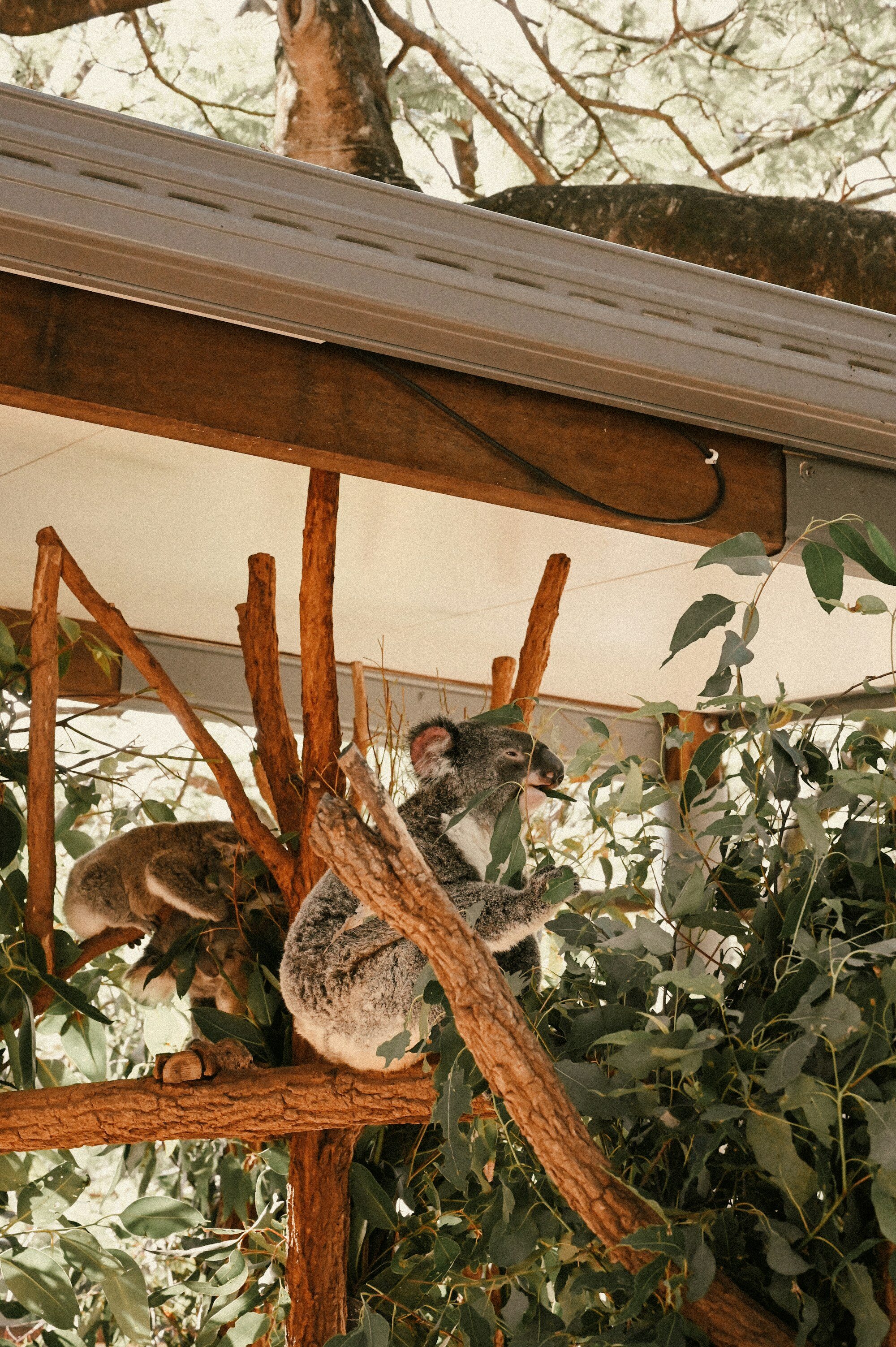 Lone Pine Koala Sanctuary