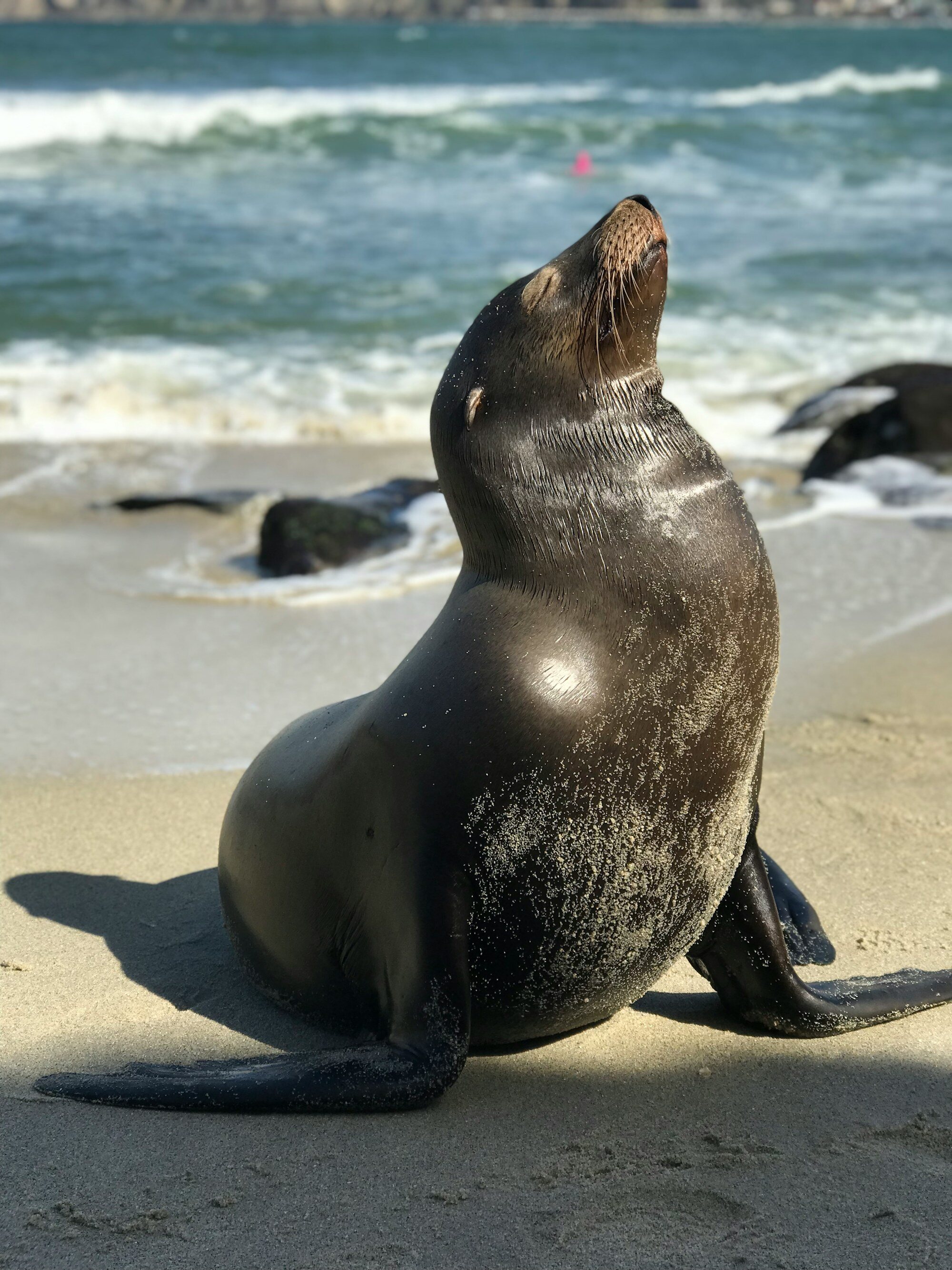 Elephant Seal Vista Point