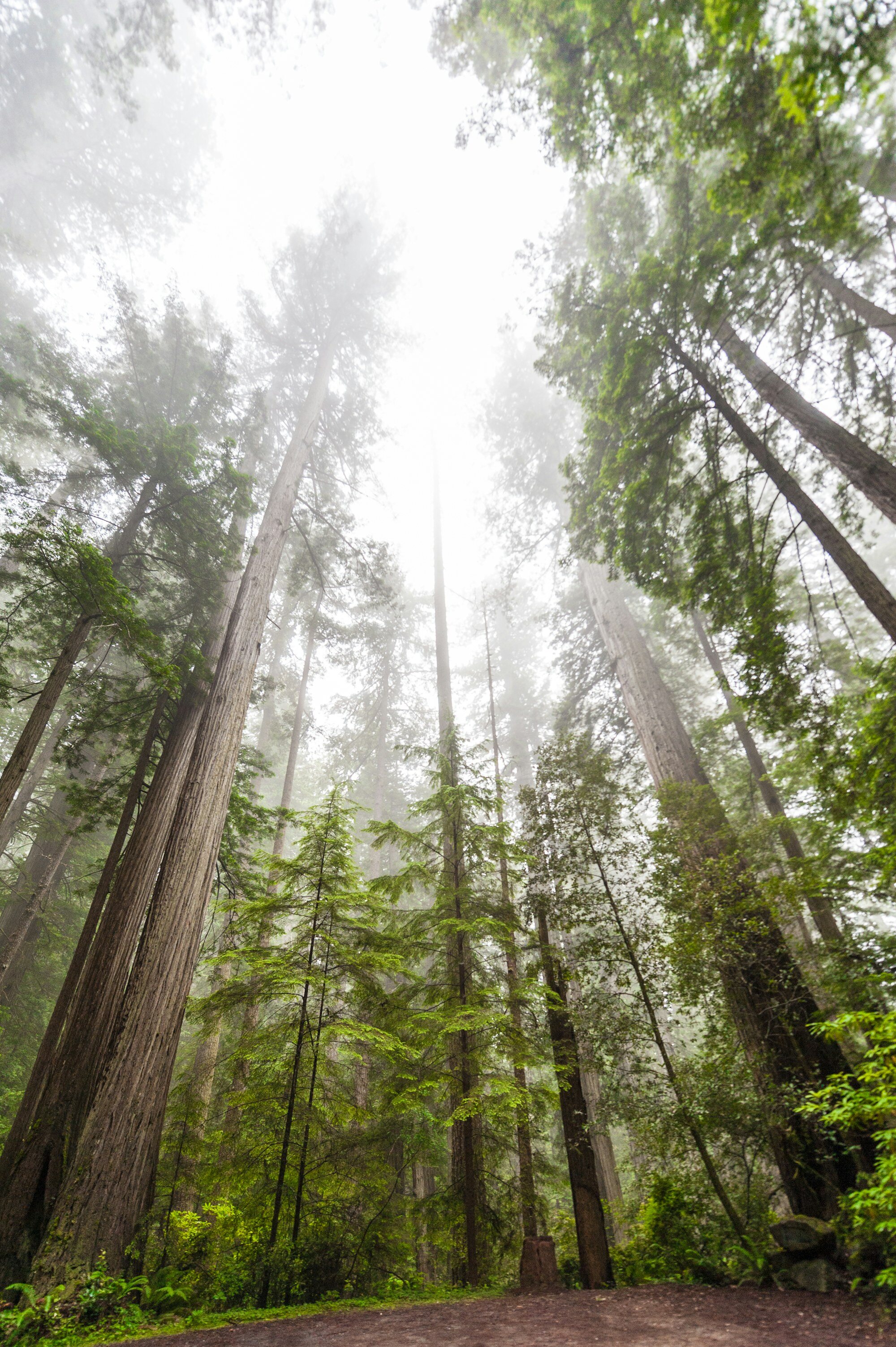 Redwood National and State Parks