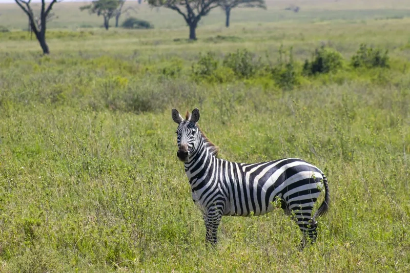 Parc national du Serengeti