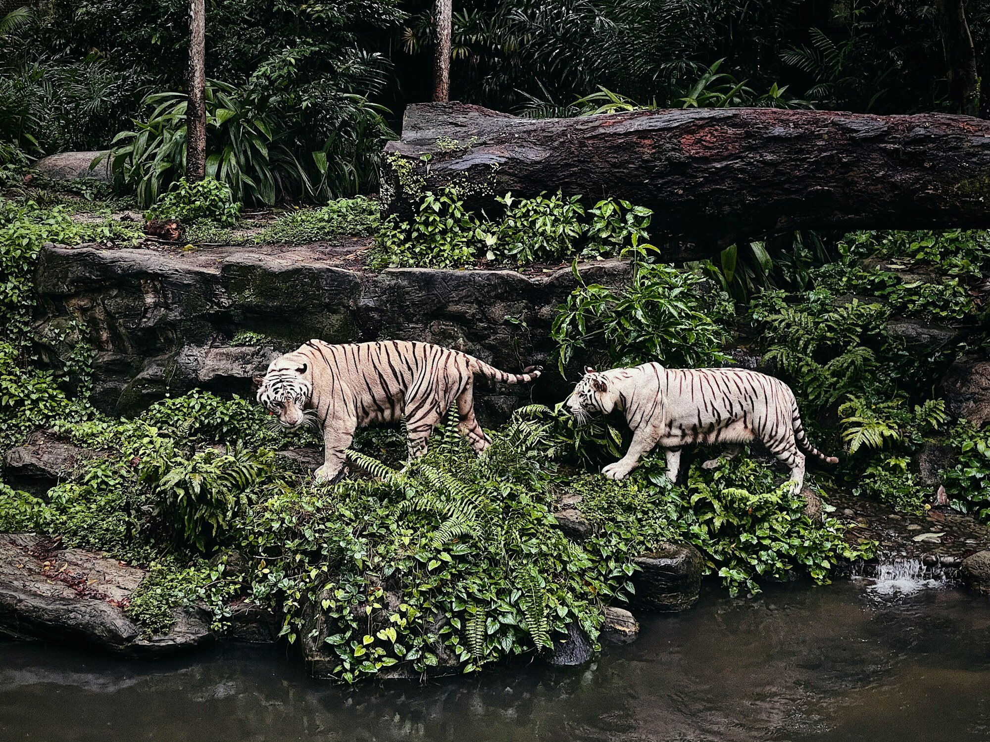 新加坡夜間野生動物園