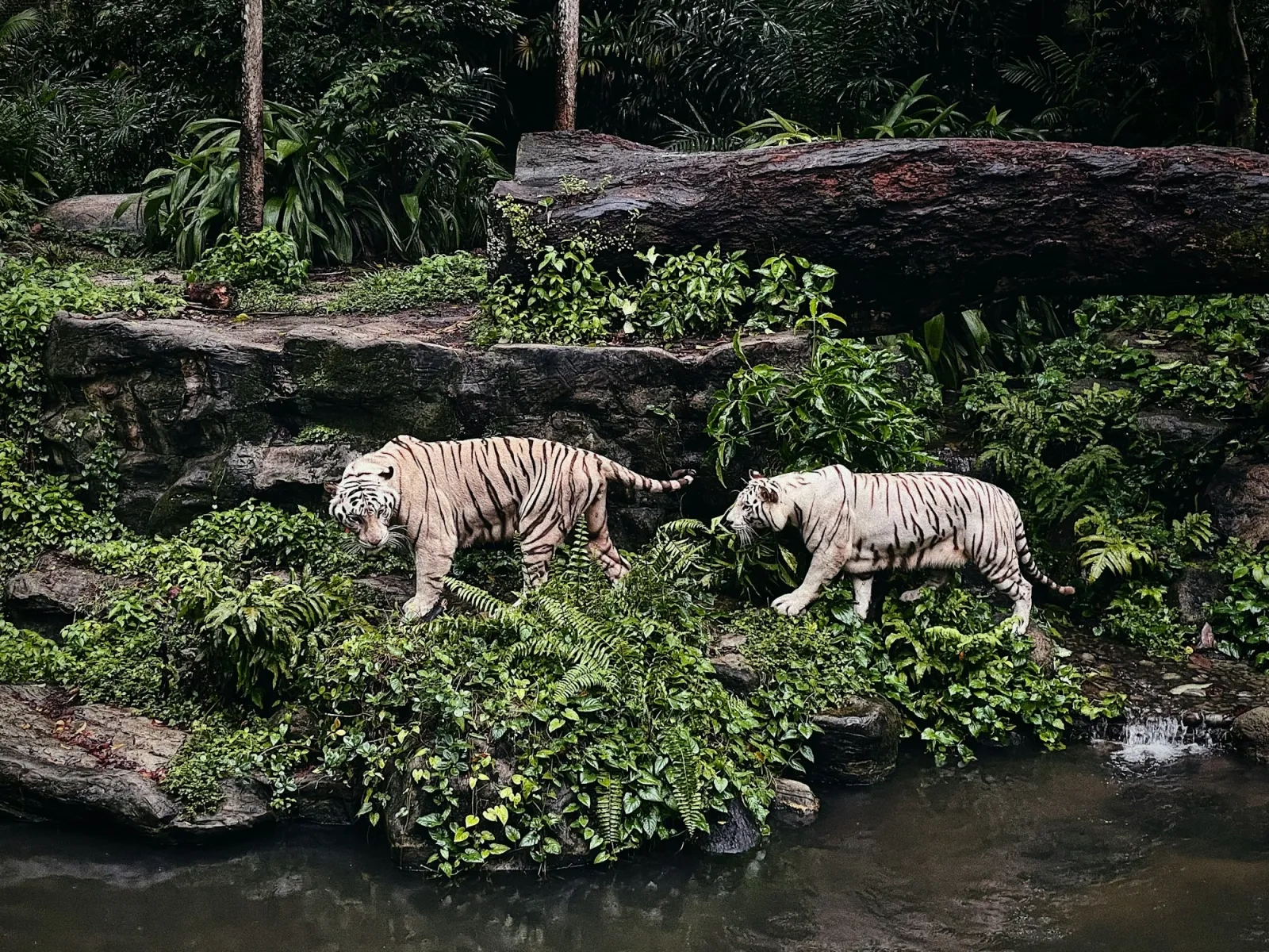Night Safari Singapore