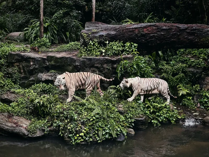 Night Safari Singapore