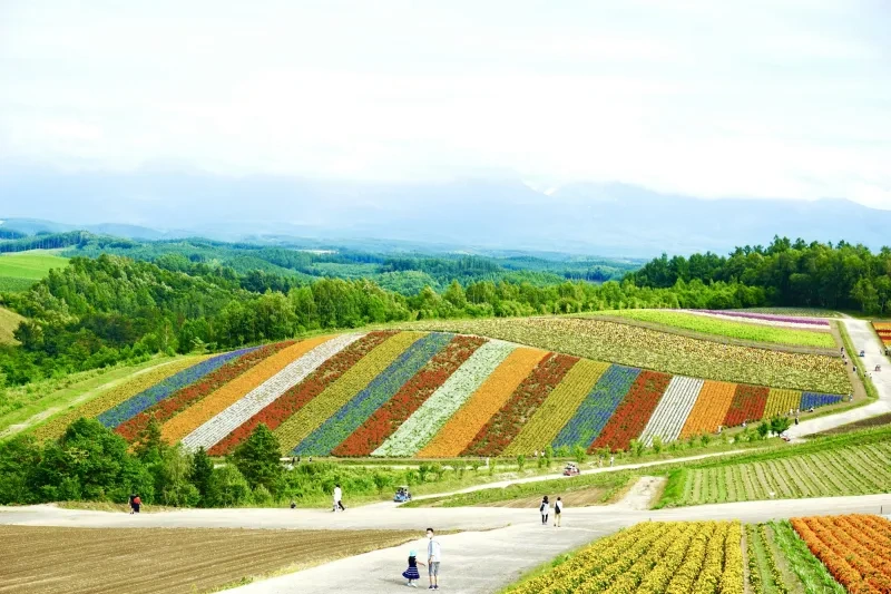 Patchwork Road di Biei