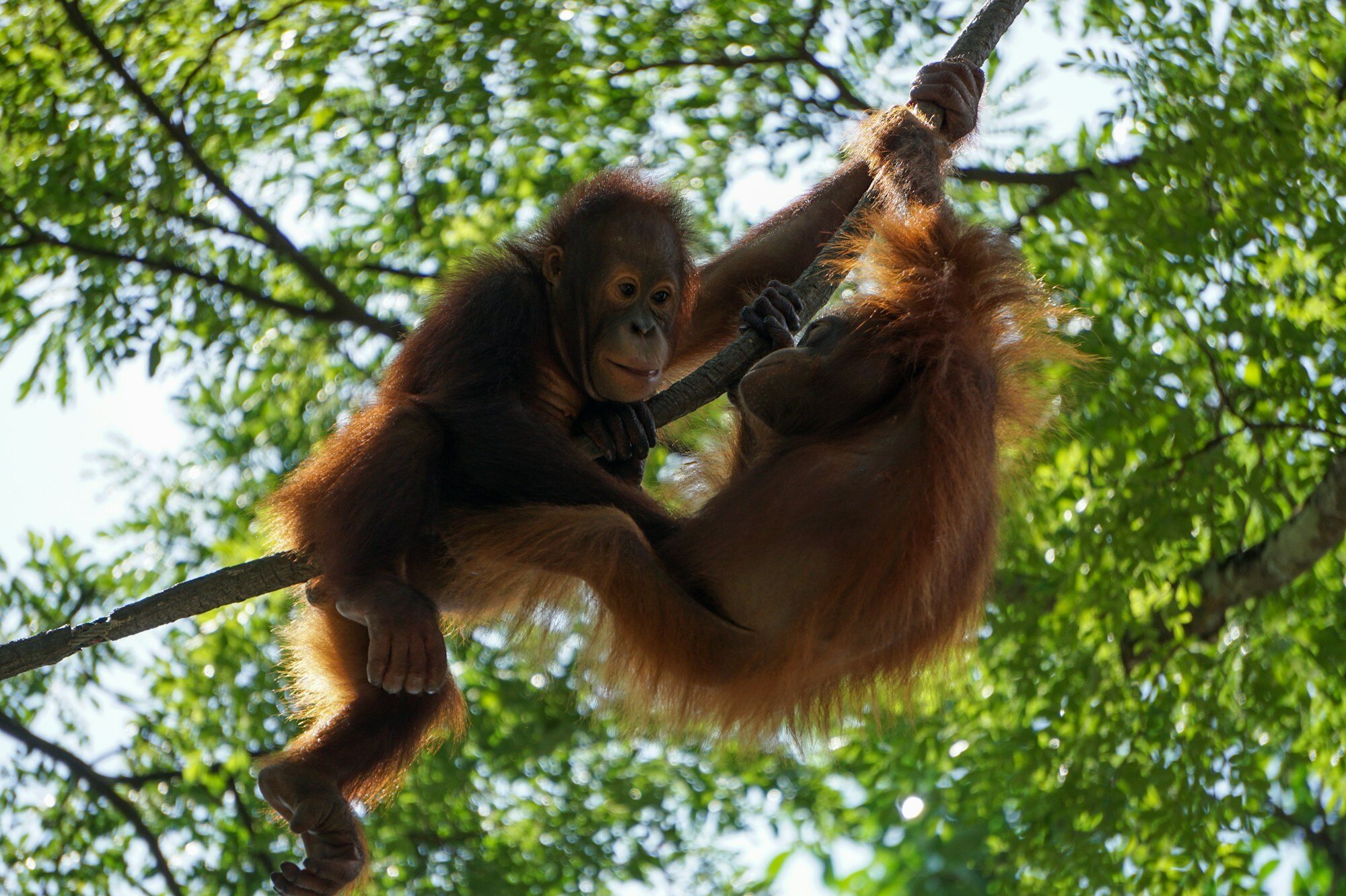 新加坡動物園