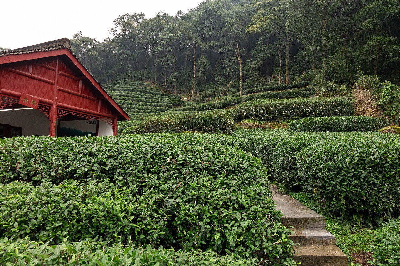 Longjing Tea Area