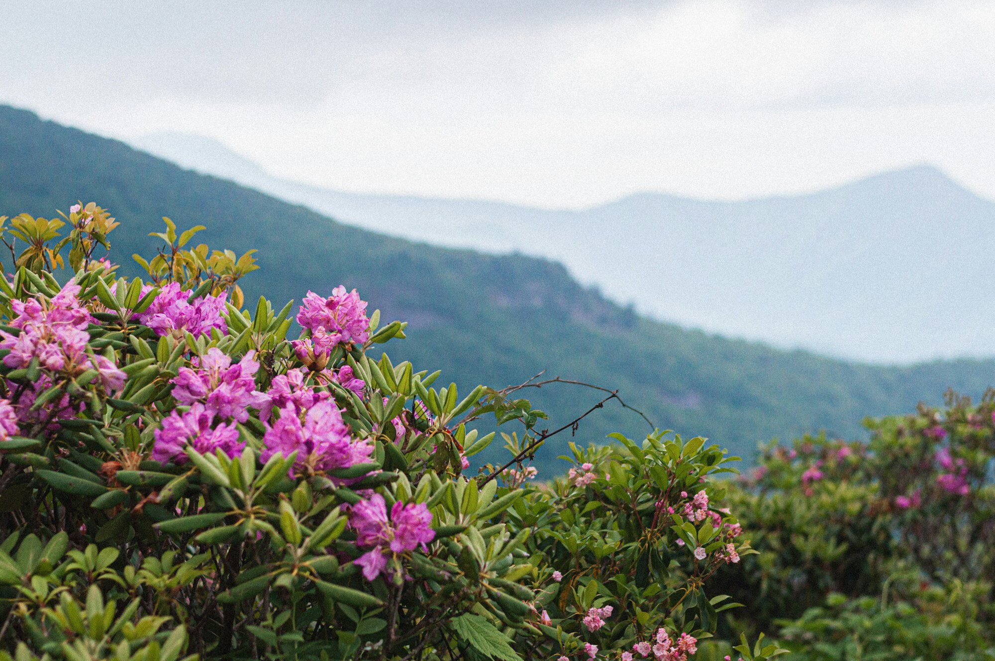 Craggy Gardens